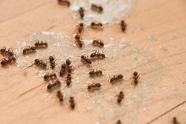 Best Local Pest Control Services  in Waldorf, MD