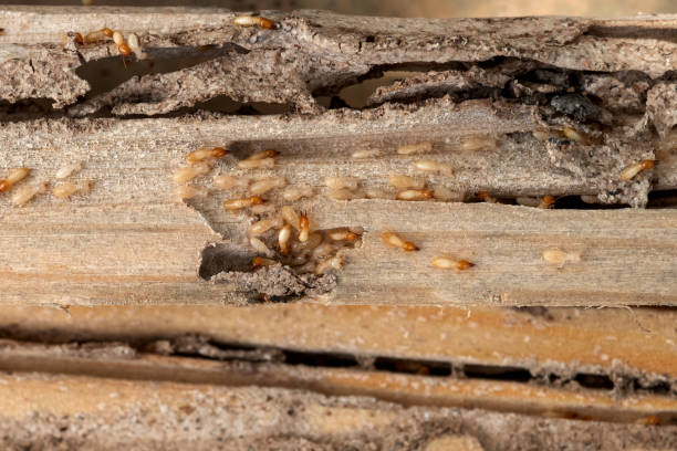 Spider Control Near Me in Waldorf, MD
